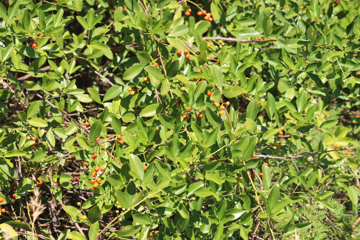 Zanthoxylum asiaticum (L.) Appelhans, Groppo & J.Wen